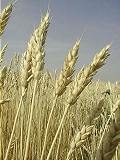 wheat1.jpg - 5856 Bytes